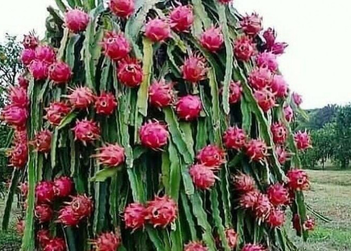Pohon Buah Naga, Simbol Keberkahan dan Peluang Usaha yang Menjanjikan
