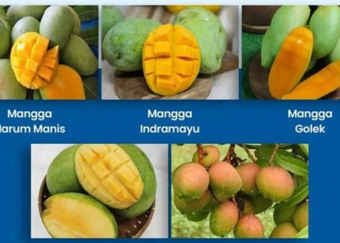 5 Mangga Favorit Orang Indonesia, Mana yang Jadi Favoritmu?