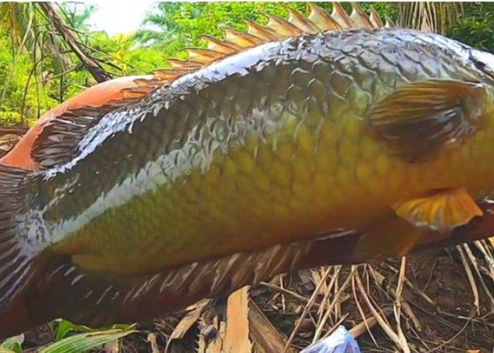 Siapa Sangka? Ini 8 Manfaat Ikan Betok Bagi Kesehatan