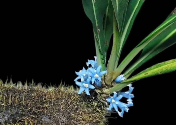 Myrmecophyton Arfakianum, Tanaman Epifit Langka dengan Bunga Biru Unik dari Pegunungan Arfak