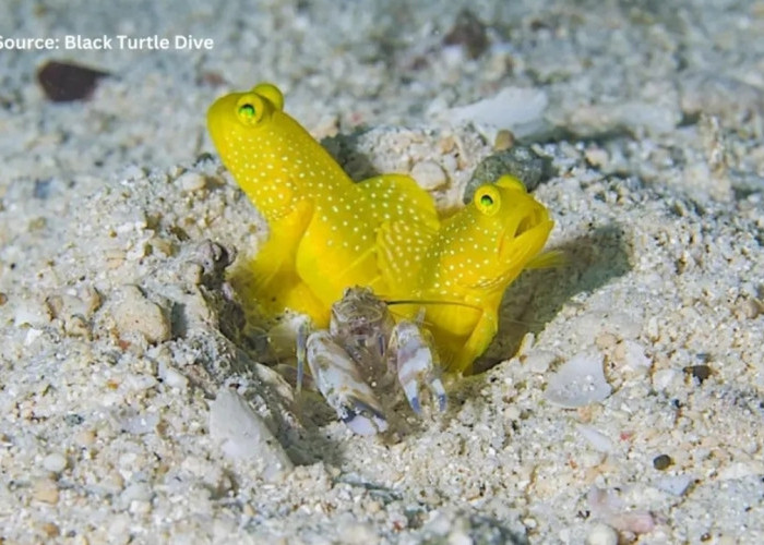 Saling Melengkapi! Udang Ahli Gali Liang Ini Punya 'Bodyguard' Pribadi