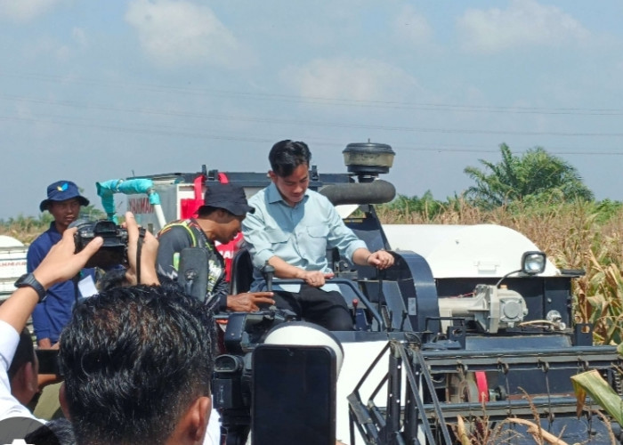 Bupati Banyuasin Askolani Panen Raya Jagung Bersama Wapres RI Gibran 