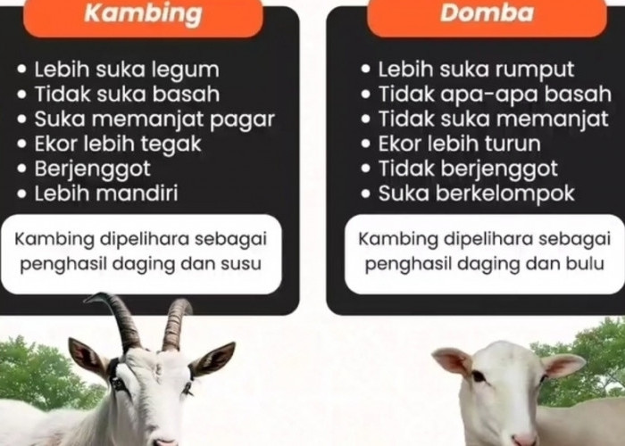 Apakah Anda Benar-Benar Tahu Perbedaan antara Domba dan Kambing ? Berikut 10 Perbedaannya