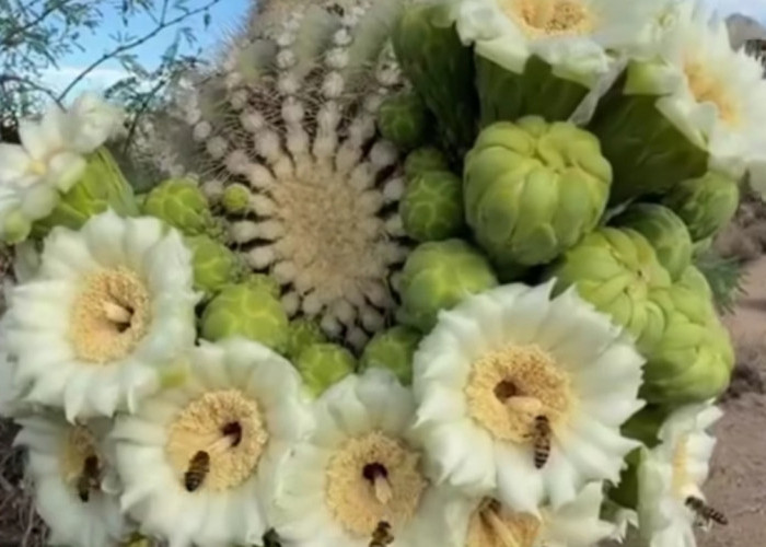 Kaktus Saguaro dan Bunga Cantiknya, Simbol Kehidupan yang Menyatukan Penghuni Gurun