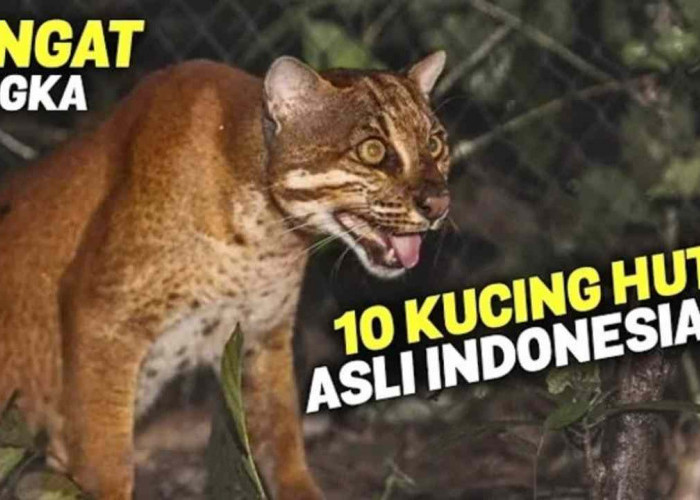 HAMPIR PUNAH! 10 Jenis Kucing Hutan Asli Indonesia