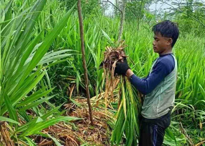 Rumput Odot (Gajah Mini), Solusi Pakan Ternak Bernutrisi Tinggi dan Mudah Dibudidayakan