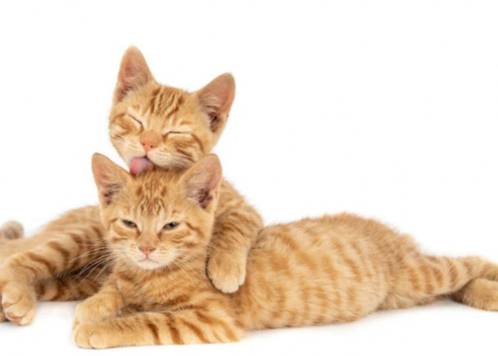 Pemula Wajib Tahu! Penyebab Bulu Kucing Rontok dan Tips Perawatannya