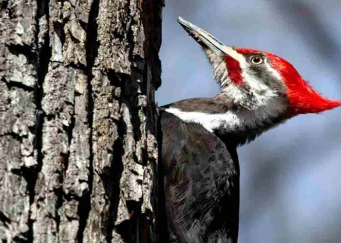 Suka Nonton Kartun Woody Wodpecker? Ternyata Burung Pelatuk Punya Keunikan Ini