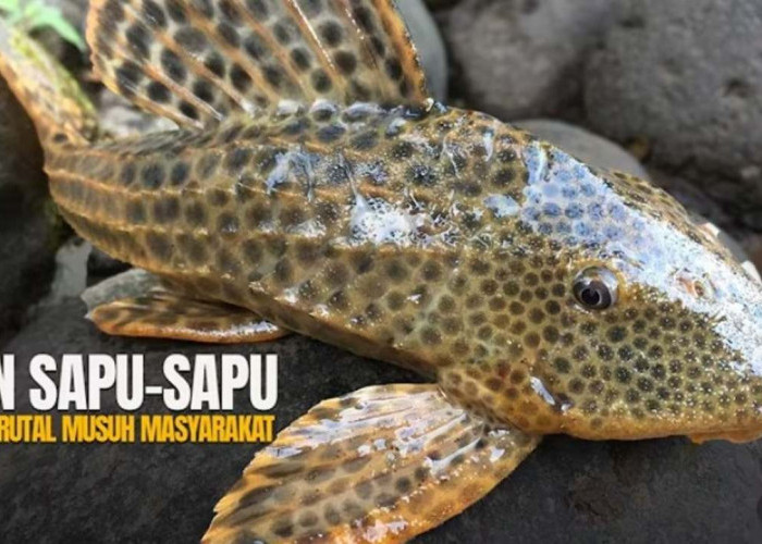 Ikan Sapu-Sapu, Dari Pembersih Akuarium hingga Jadi Ancaman Lingkungan dan Berbahaya Jika Dikonsumsi