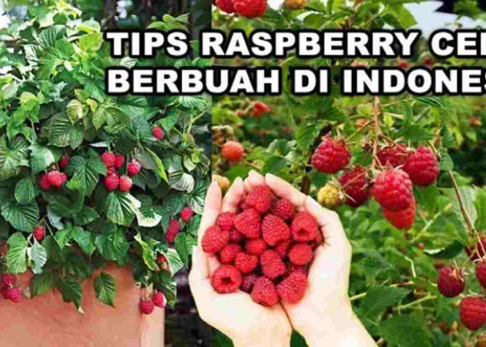 Raspberry, Si Kecil Merah Manis yang Punya Segudang Manfaat!