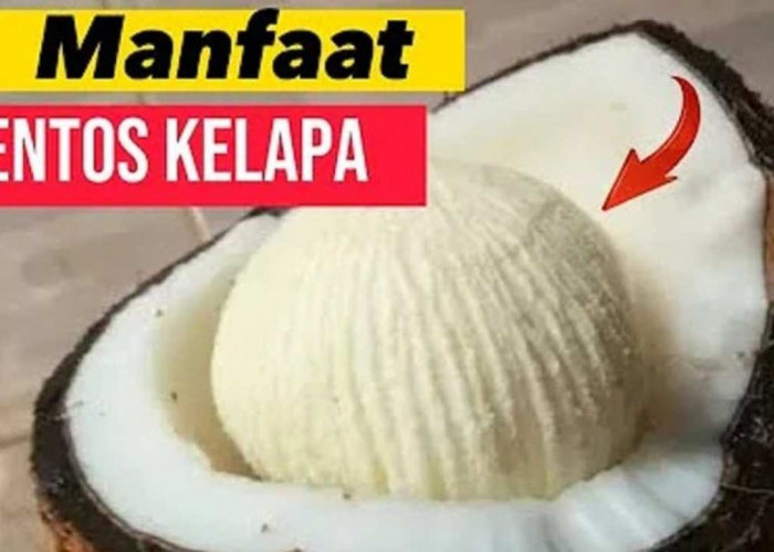 Sering Dibuang, Siapa Sangka Kentos Kelapa Punya 8 Manfaat Ini