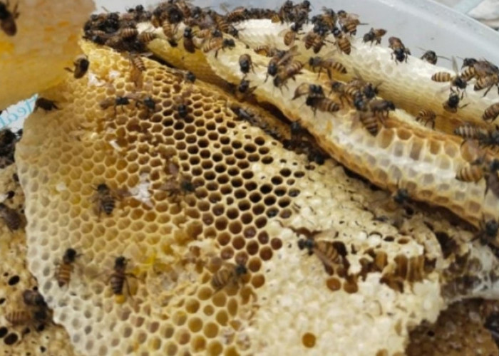 Berhasil Dapatkan 6 Botol Madu, Ini Pengakuan Pemilik Rumah yang Disarangi Madu Lebah