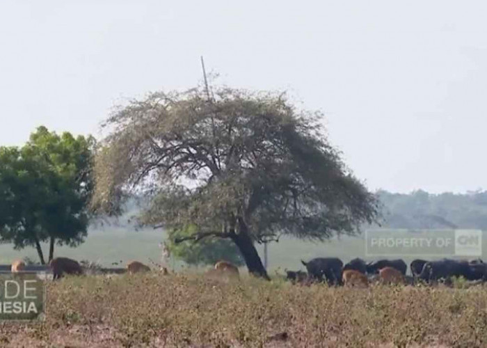 Petualangan Seru ke Alam Liar Baluran, Surga Tersembunyi yang Wajib Kamu Jelajahi!