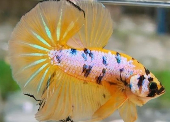 Sebelum Pelihara Ikan Cupang, Simak Dulu 5 Fakta Seputar Ikan Cantik Ini