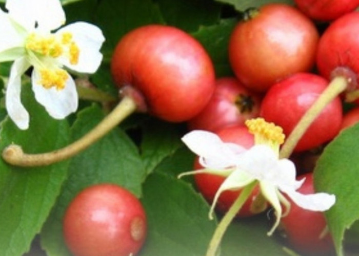 Buah Kersen Ternyata Superfood! Di Luar Negeri Dijual Hingga Rp 600 Ribu per Kg