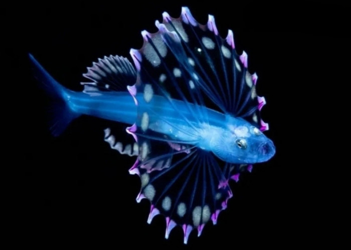 Hidup di Kedalaman 6.000 Meter, Larva Rainbow Tripod Fish Tertangkap Kamera