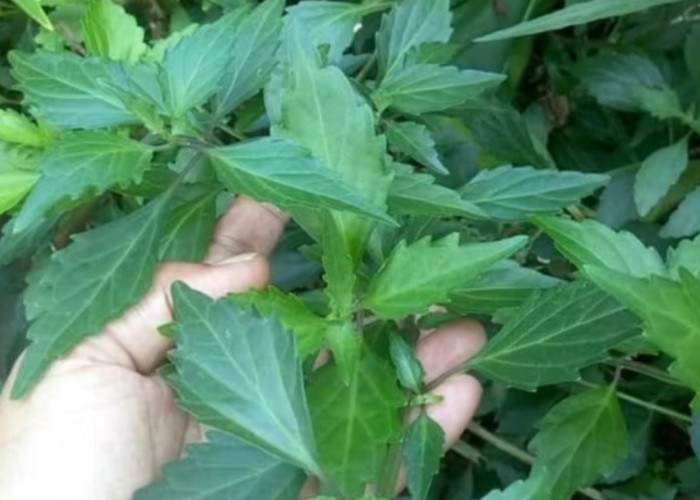 Kumis Kucing untuk Batu Ginjal: Manfaat, Cara Kerja, dan Aturan Konsumsi