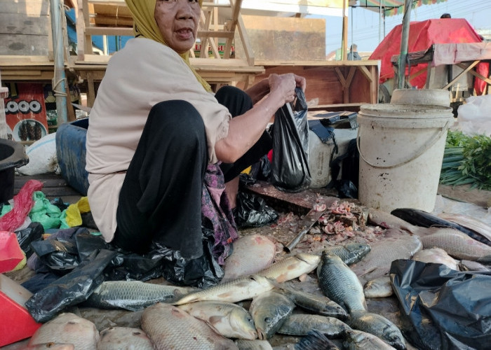 Ikan Sungai di Pasar Pangkalan Balai Lengkap di hari ini, Harga Bervariasi!