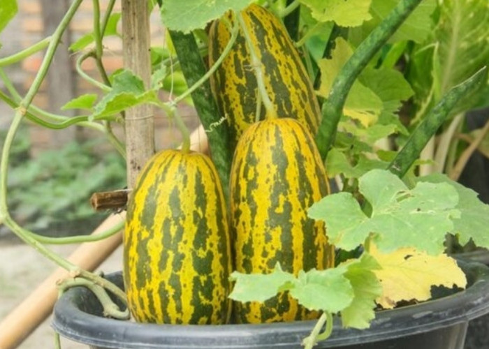 Jadi Favorit Saat Ramadan, Timun Suri Ternyata Punya Segudang Manfaat Kesehatan