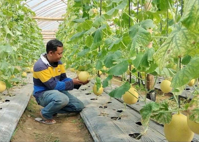 Terapkan Sistem Green House, Petani Banyuasin Sukses Bertanam Melon, Keuntungan Bakal Bangun Pesantren
