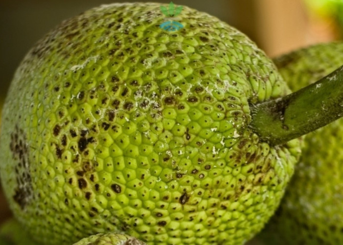 Dunia Berebut Sukun! Buah Sederhana dari Indonesia Ini Disebut Penyelamat Krisis Pangan Global