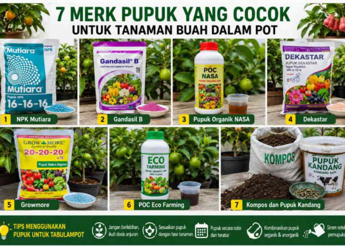 Jangan Salah Pilih! Ini 7 Merk Pupuk yang Cocok untuk Tanaman Buah Dalam Pot Agar Cepat Berbuah