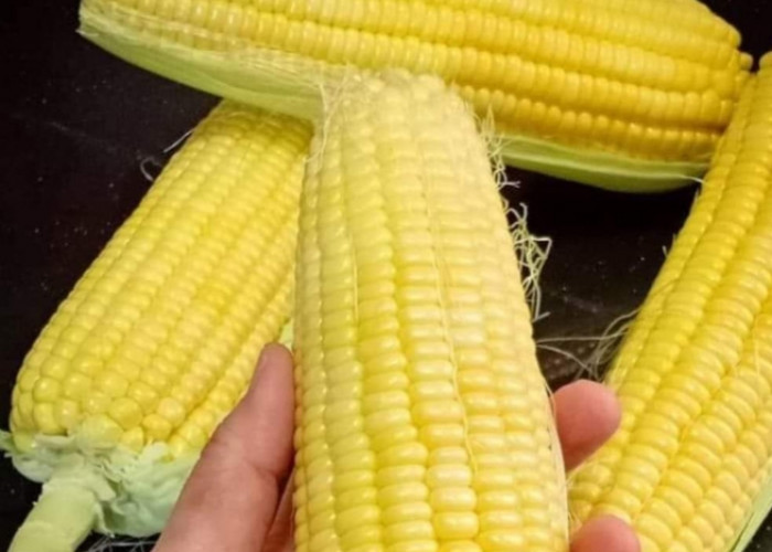 Jelang Tahun Baru, Penjualan Jagung Laris Manis