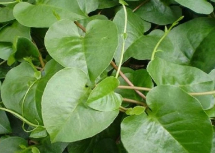 Keajaiban Daun Binahong, Tanaman Herbal yang Kaya Manfaat untuk Kesehatan