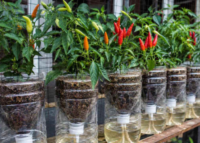 Tips Berkebun Cabai Hidroponik dengan Botol Bekas, Mudah, Murah, dan Cocok untuk Pemula