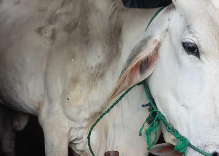 Penyakit Cacar Sapi Menyebar ke Rantau Bayur, Begini Cara Pencegahannya!