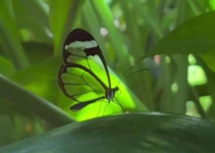 Keajaiban Alam: Kupu-Kupu Glasswing dengan Sayap Transparan yang Jadi Tameng Tak Terlihat