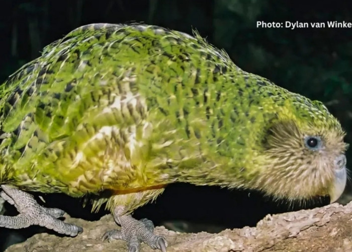 Kakapo, Burung Beo Unik dari Selandia Baru yang Tidak Bisa Terbang