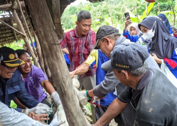 Di Banyuasin, 11.711 Ekor Sapi Sudah Divaksin