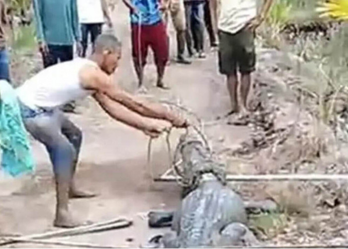 Dua Jam Menegangkan! Warga Banyuasin Berhasil Taklukkan Buaya Muara Raksasa Sepanjang 4 Meter