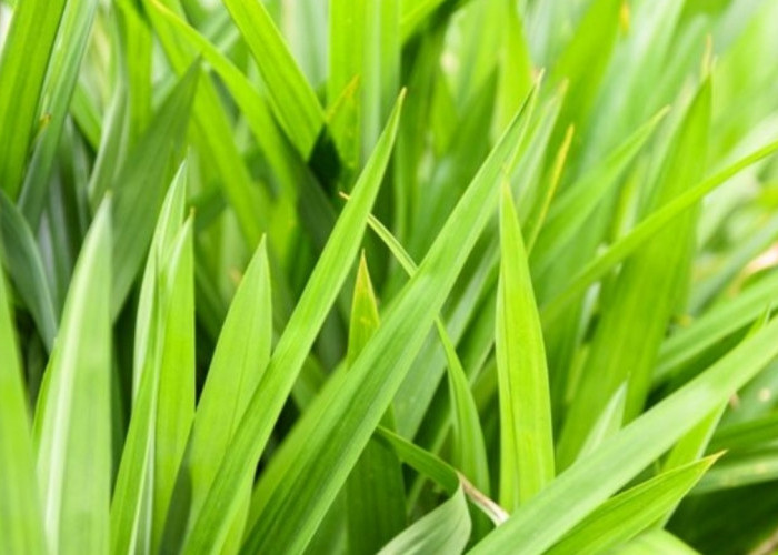 Air Rebusan Daun Pandan Ternyata Bisa Menurunkan Tekanan Darah, Ini Penjelasannya