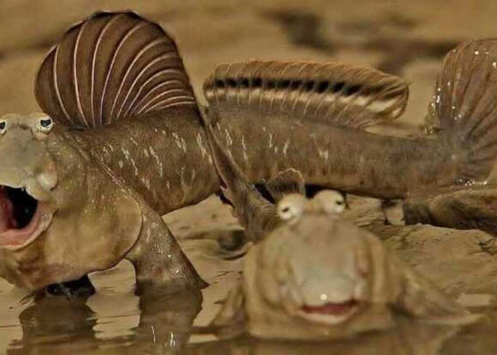 Ikan Belodok, Si “Ikan Berjalan” Penghuni Lumpur yang Unik