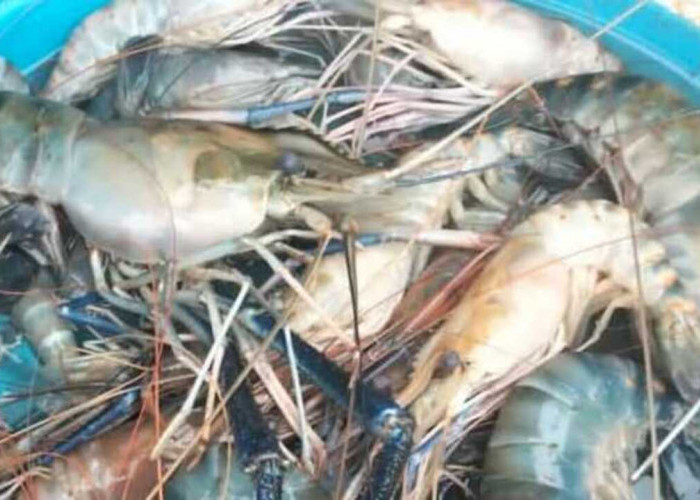 Benarkah Ibu Hamil Tidak Boleh Mengonsumsi Udang