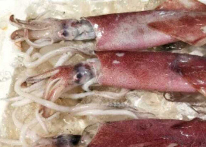 Cumi-Cumi, Makanan Laut Bernutrisi untuk Dukung Pertumbuhan Anak