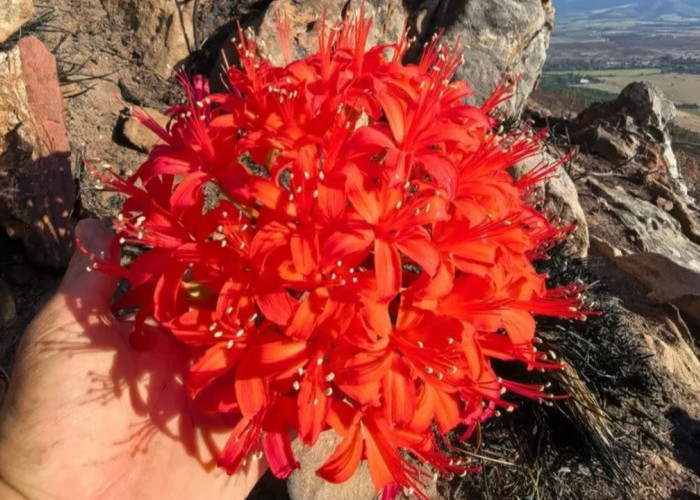 Brunsvigia Marginata, Si Tangguh dari Pegunungan Afrika Selatan