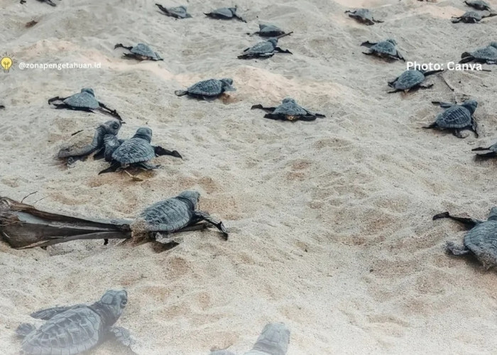 Fakta Mengejutkan, Peluang Hidup Anak Penyu Hanya 0,1 Persen, Predator Mengintai Sejak Menetas