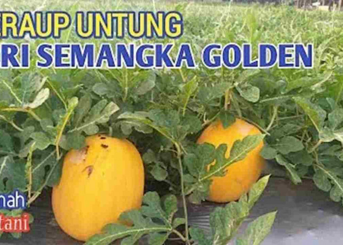 Rahasia Untung Jutaan dari Semangka Golden, Kamu Wajib Tahu!