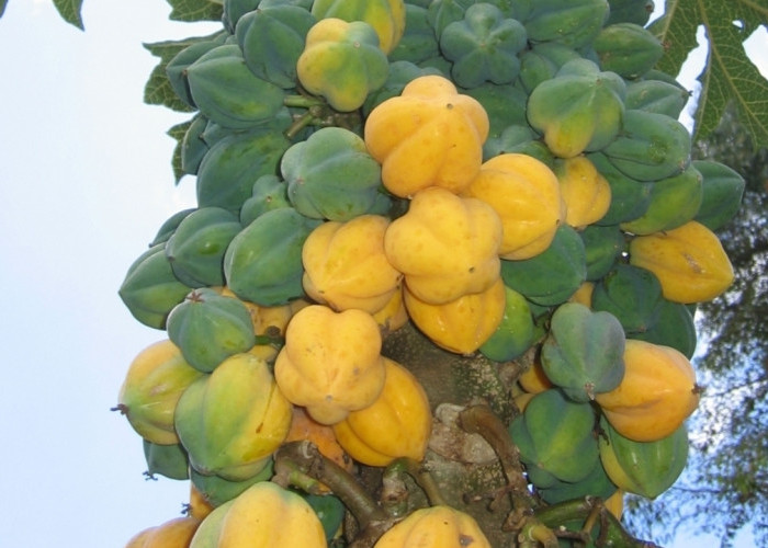 Buah Carica, Sumber Vitamin C Alami untuk Lawan Infeksi dan Penyakit