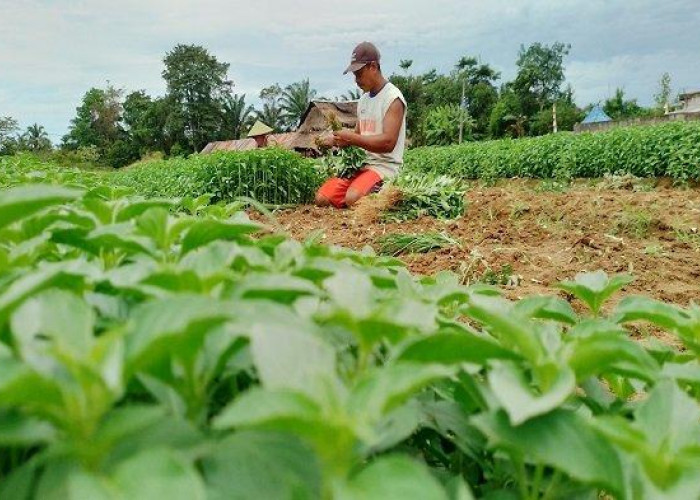 Petani Sayur Pilih Tanam Jenis Sayur Ini Menghadapi Cuaca Ekstrem