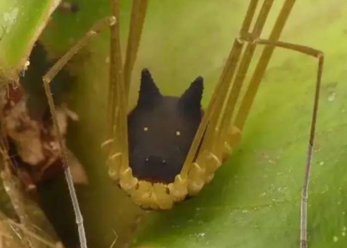 Bunny Harvestman, Arachnida Berwajah Serigala yang Menipu Pemangsa Tanpa Racun