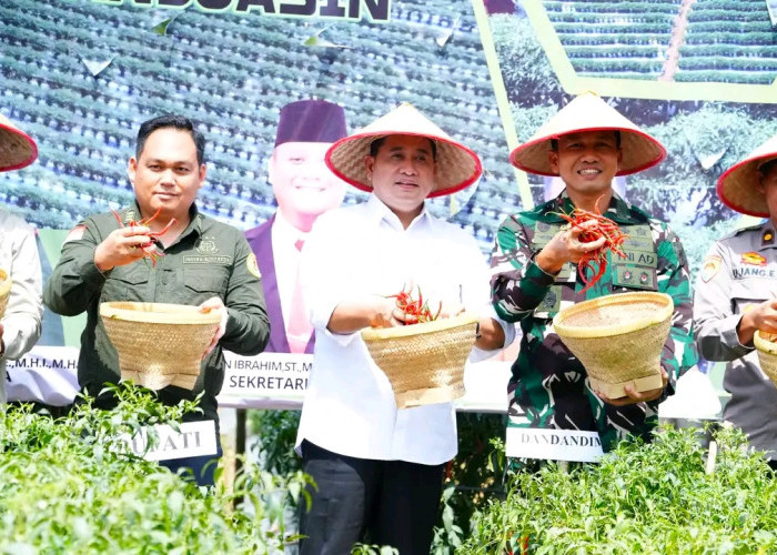 Panen Raya 4 Ton Cabai, Banyuasin Perkuat Ketahanan Pangan dan Inovasi Produk Olahan