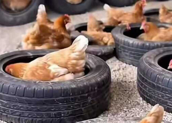 Peternak Ayam Merah Petelur Manfaatkan Ban Bekas Mobil sebagai Sarang Inovatif