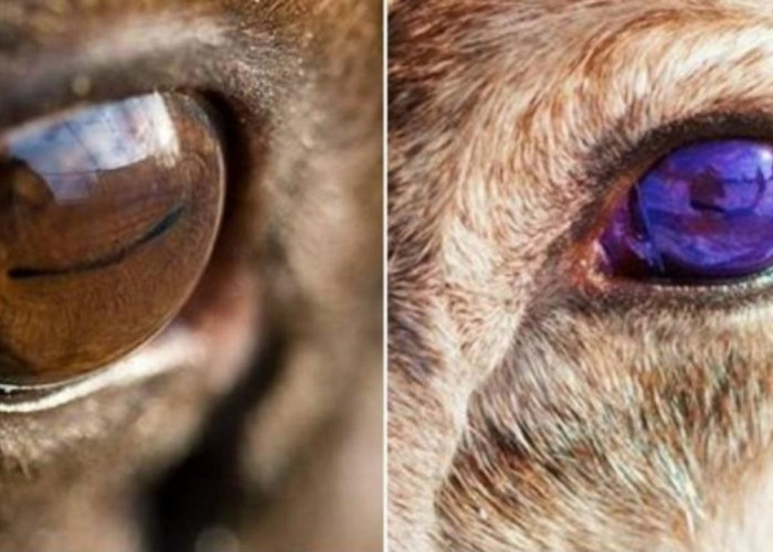 Fakta Unik! Mata Rusa Kutub Berubah dari Emas ke Biru Tua Saat Musim Berganti