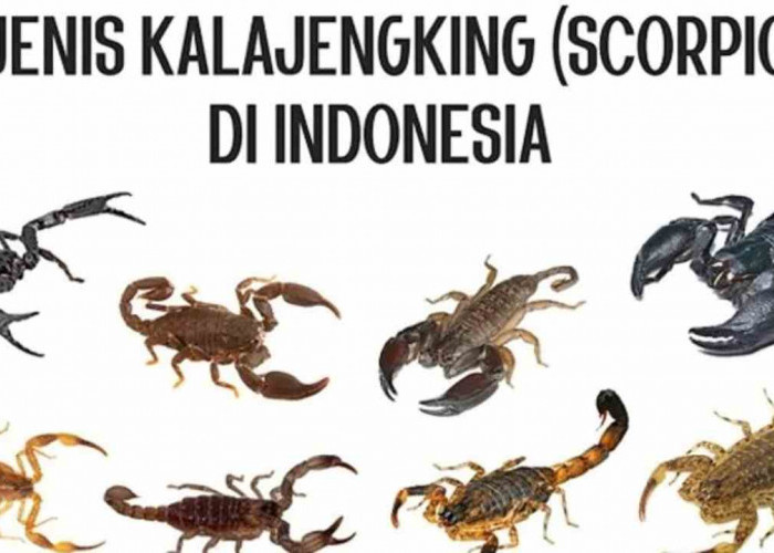 Yuk Mengenal 13 Jenis Kalajengking yang Ada di Indonesia