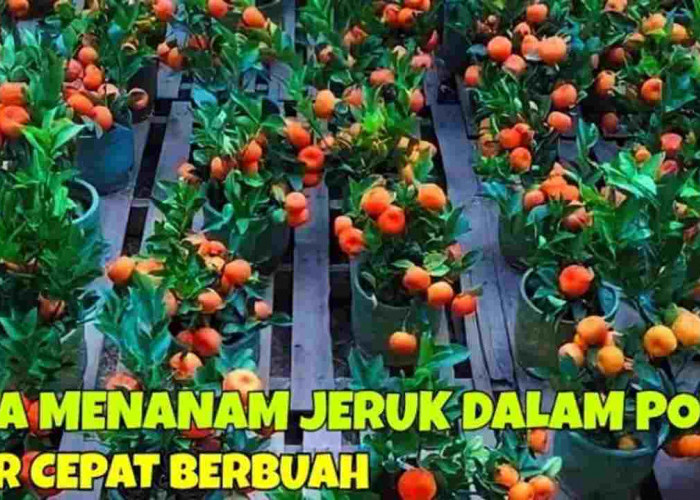 Cara Menanam Jeruk Santang Madu di Dalam Pot Agar Cepat Berbuah