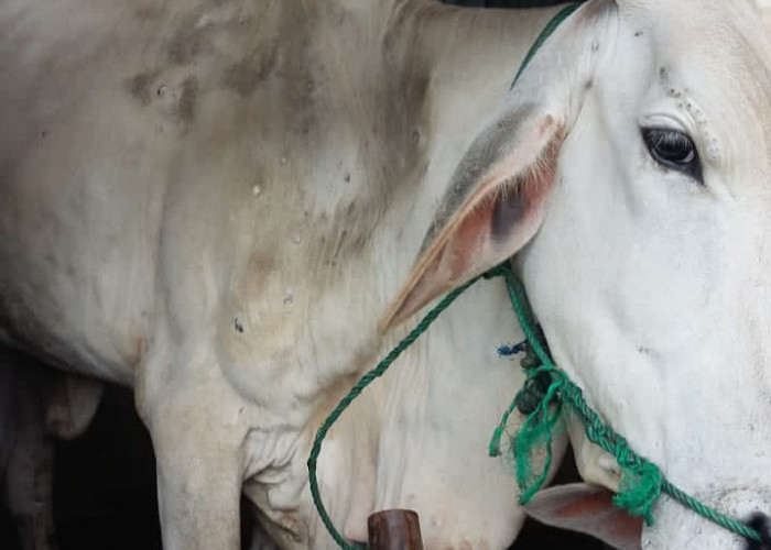 Penyakit Cacar Sapi Resahkan Peternak, Begini Gejalanya